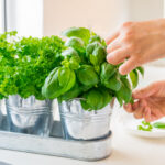 2026'da Mutfak Tezgahı Dekoru Olarak İkiye Katlanacak Bahçecilik Trendi