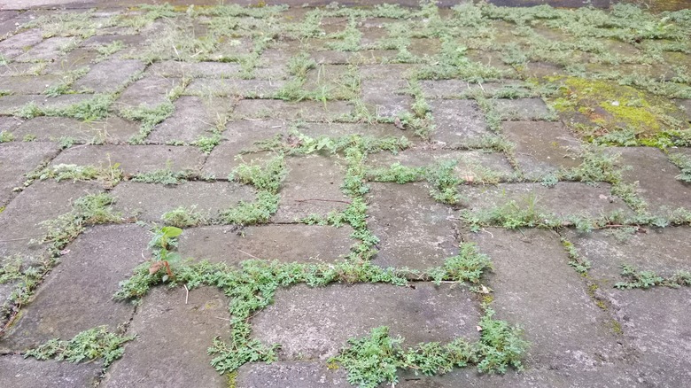 Kaldırım taşları arasında büyüyen yabani otlar