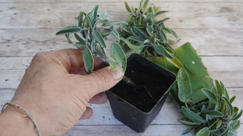 Bir bahçıvan küçük bir tencereye ada çayı ekiyor