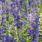 Sonsuza Kadar Tek Bir Bitkiden Salvia Nasıl Yetiştirilir