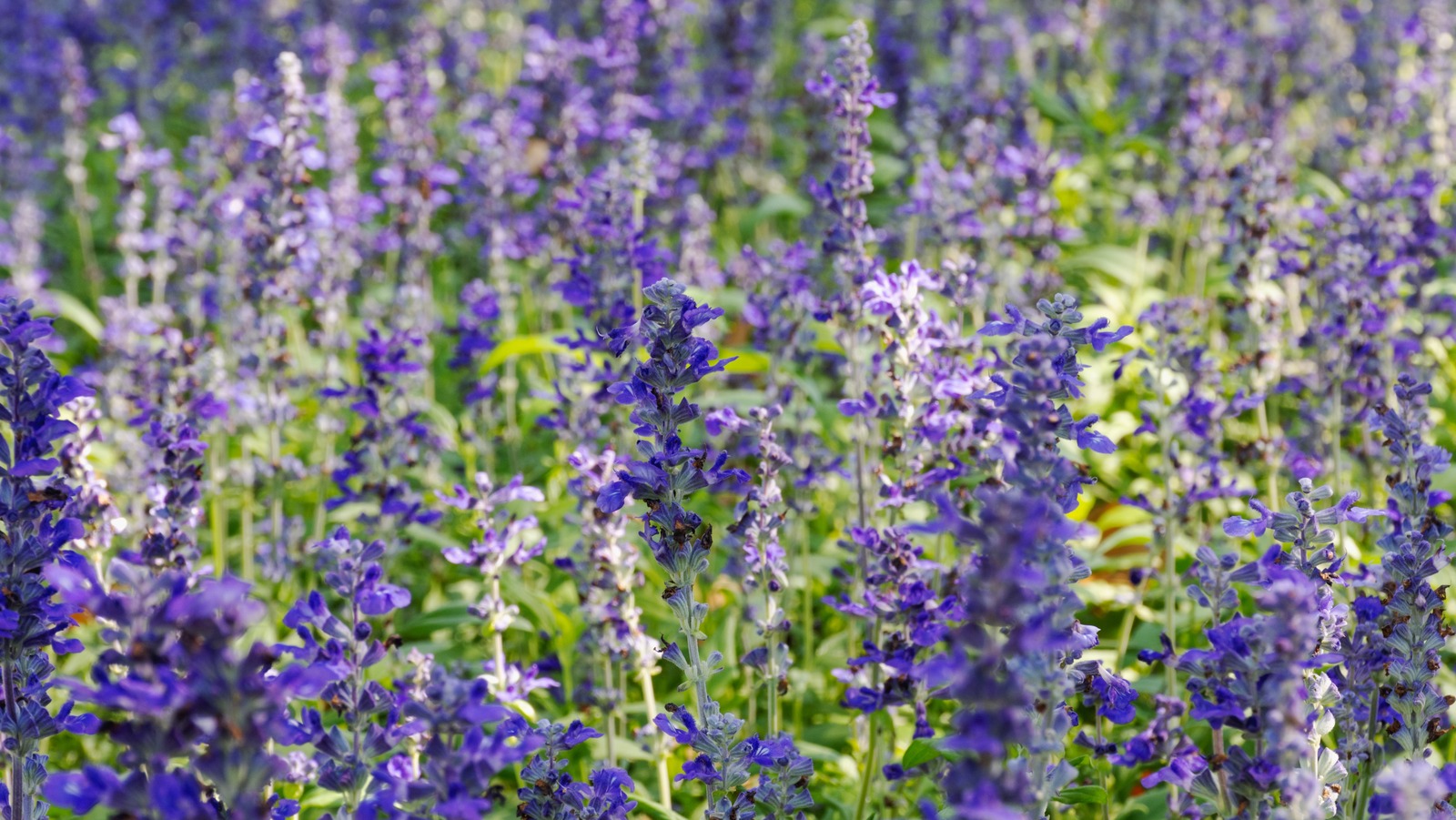 Sonsuza Kadar Tek Bir Bitkiden Salvia Nasıl Yetiştirilir