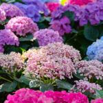 Bu Baharda Daha Sağlıklı Ortancalar İçin Temel Ocak Bahçecilik Görevi