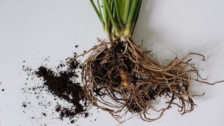 Barış Zambak Kökleri