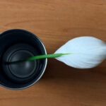 Sağlıklı Büyüme ve Daha Fazla Bitki İçin İç Mekan Huzur Zambakını Nasıl ve Ne Zaman Bölmek