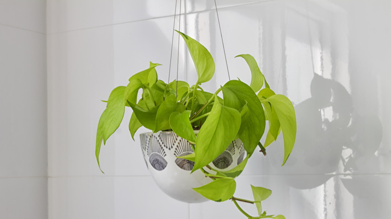 Beyaz bir odada asılı ekici