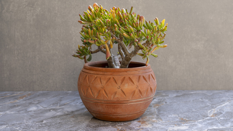 Etli bir yuvarlak pişmiş toprak ekici