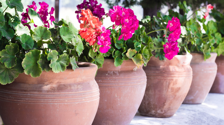 Dışarıda çiçeklerle dolu bir sıra pişmiş toprak yetiştiriciler