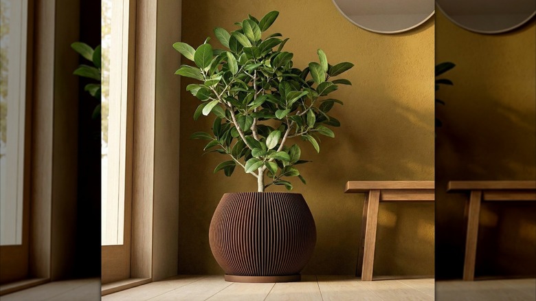 Bir evin köşesinde kahverengi ekici