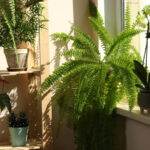 Feng Shui'ye Göre Büyümeyi, Enerjiyi ve İstikrarı Destekleyen En İyi 9 Saksı Türü