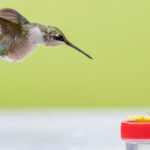 Basit Bir Hack ile Karıncaları Sinekkuşu Besleyicilerinden Uzak Tutun