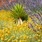 Akıllı Su Kullanımını Teşvik Eden Bahçe Trendi 2026'da Yaygınlaşıyor