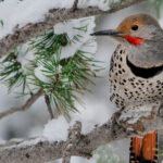 Kuşlara Kışın Güvenli, Tutunabilir Bir Tünek Sunan Uygun Fiyatlı Ürün
