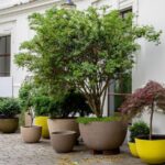 Bakımı Kolay ve Kaplarda Büyümek İçin Mükemmel Olan Kompakt Çalı