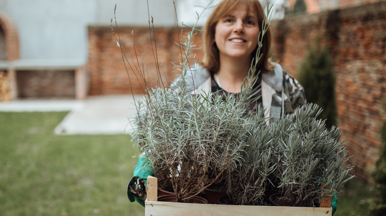 Bahçıvan bir kutu lavanta bitkisi ile.