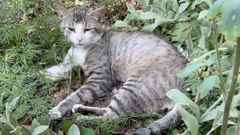 Aşırı büyümüş bahçede kedi.