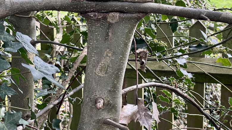 Üzerinden geçen bir dalın etrafında büyüyen bir ağaç gövdesi.