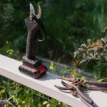 Bitkileri Budarken Basit Üç C Kuralını Hatırlamak İsteyeceksiniz