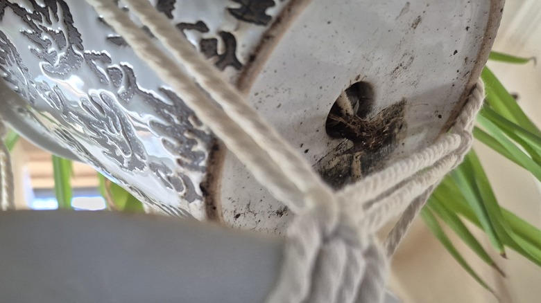 Bir ekicinin dibinden çıkan örümcek bitkisi kökleri