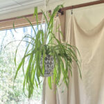 Bir Örümcek Bitkisinin Saksısı Nasıl Değiştirilir, Böylece Tüm Yıl Büyür