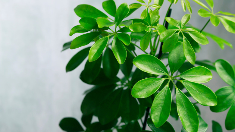 Schefflera'nın yaprak oluşumu bir şemsiyeye benzer.