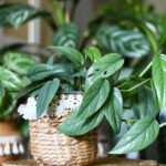 Fazla Bakım Gerektirmeden Büyüyen Çarpıcı İç Mekan Bitkisi (Yeni Başlayanlar İçin Mükemmel)