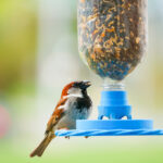Kuş Besleyiciniz İçin Mükemmel Yeri Seçmenize Yardımcı Olacak Basit Kural