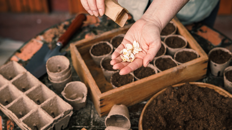 Biyolojik olarak parçalanabilen saksılara tohum ekmeye hazırlanıyor