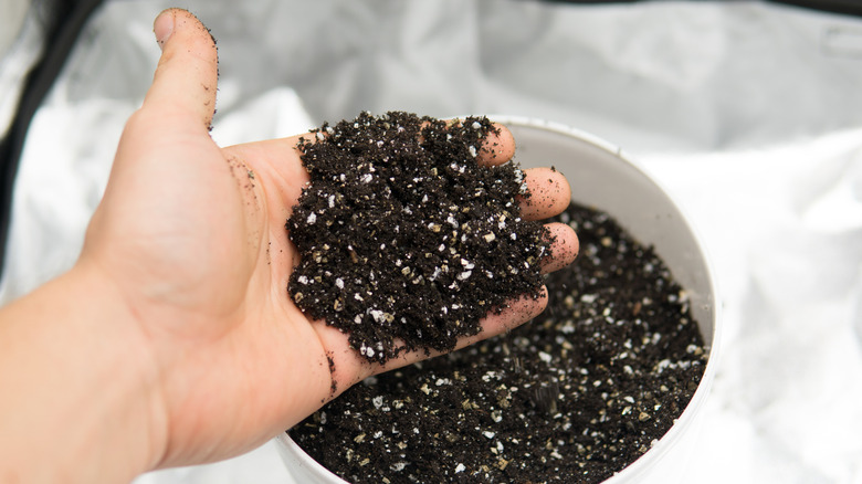 Bir avuç dolusu tohum başlangıç ​​karışımı tutan kişi