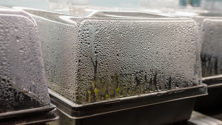 Bir nem kubbesi çimlenen tohumları kaplar