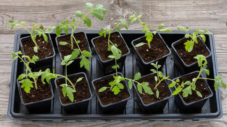 Bir tepside domates fidesi saksıları