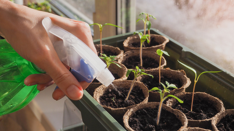 Fideleri sprey şişesiyle sulamak