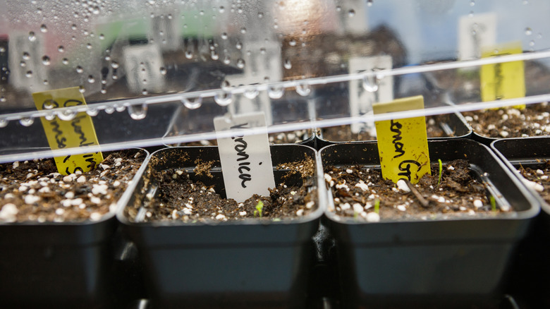 Fidanlık saksılarına bitki etiketleri