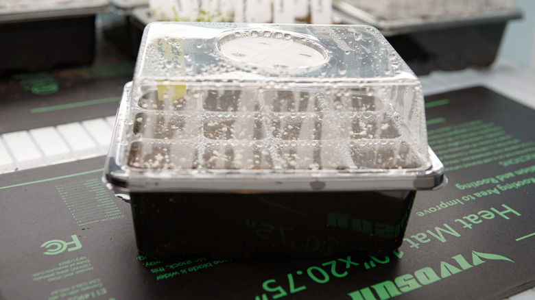 Isı matındaki fide tepsisi