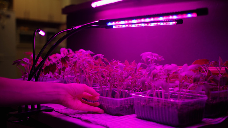 Büyüme ışığı altında fide tepsileri