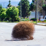 Bahçedeki İstilacı Tumbleweedlerden Nasıl Kurtulunur