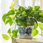 Giriş Yolunuz Neden Pothos Tesisi İçin En İyi Yer?