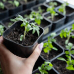 Ocak Ayında Büyümeye Başlayabileceğiniz Tozlayıcı Dostu Bitki