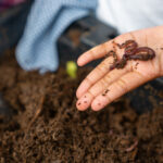 İyi ve Kötü Solucanlar: Hangileri Bahçenize Yardımcı Olur veya Zarar Verir?