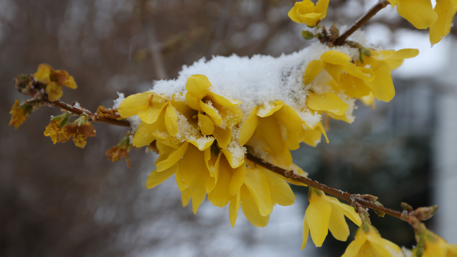 Kış, Forsythia Çalılarınızı Budamanın En İyi Zamanıdır - İşte Bunu Yapmanın En İyi Yolu