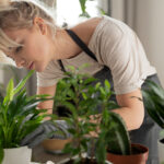 İç Mekanda Yetiştirildiğinde Büyüyebilen Çarpıcı Tropikal Bitki