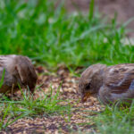 Zaten Sahip Olduğunuz ve Herhangi Bir Kuşun Bahçeye Girmesini Engelleyebilecek 10 Uygun Fiyatlı Ürün