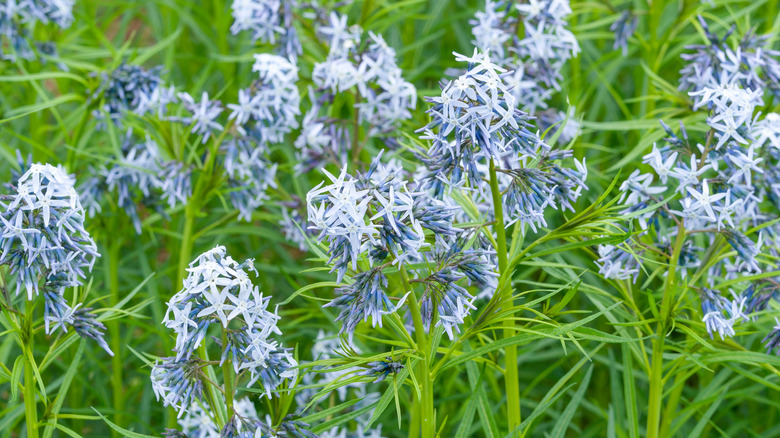 Hubricht'in ilkbaharda mavi çiçekleri ve tüylü yeşil yapraklarıyla mavi yıldızı.