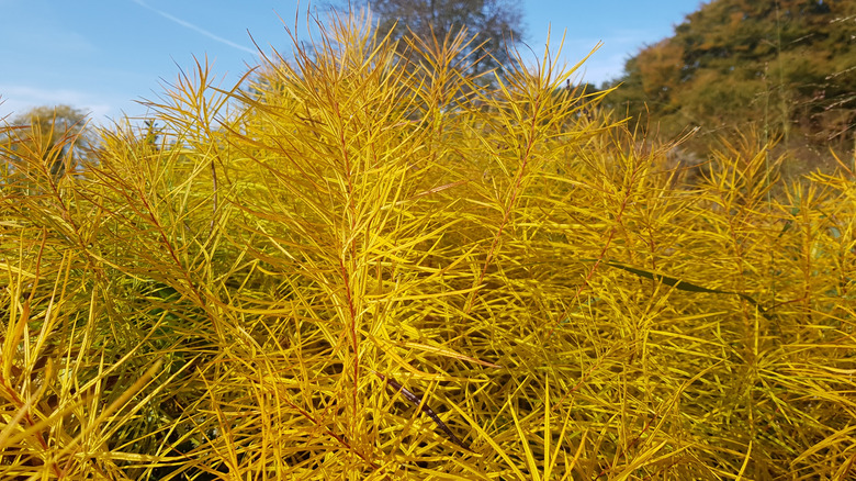 Hubricht'in mavi yıldızının sonbaharda altın yaprakları.