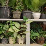 Çarpıcı Yapraklara Sahip Bitkiyi İç Mekanda Yetiştirirken İki Kez Düşünmelisiniz