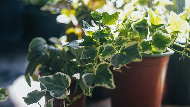 Alacalı İngiliz sarmaşıkları iç mekanlarda iyi büyüyor.