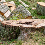 Eski Ağaç Kütüğünüzü Ne Zaman Çıkarmalısınız? Jüri Çıktı Ama İşte İki Sentimiz