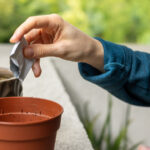 Besleyici Bir Hasat İçin Saksılara Ekebileceğiniz Kolay Yetiştirilen Baklagiller