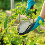 En Tuhaf Bitki Gübreleri (& Bunları Denemelisiniz veya Denememelisiniz)