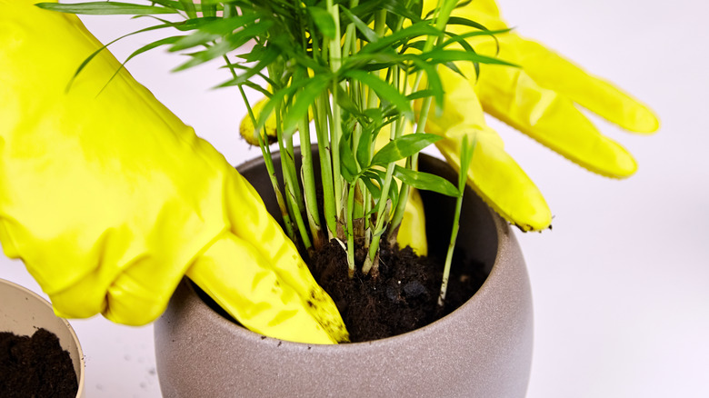 Küçük bir palmiye ağacının saksısı değiştiriliyor