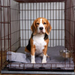 Evinize Uyum Sağlayan 8 Çözümle Köpek Kulübesindeki Göz Ağrısına Elveda Deyin